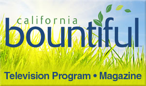 California Bountiful Stream 2913